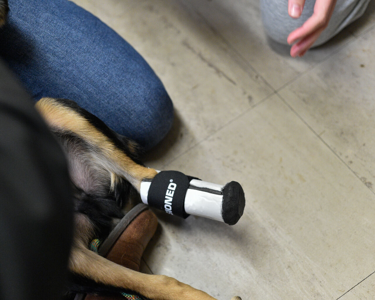 Prosthetic paw